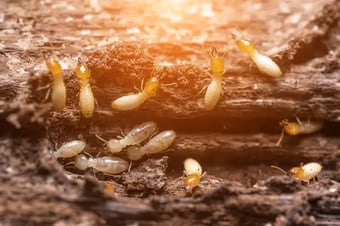 Termite-Damage-in-Australia-1