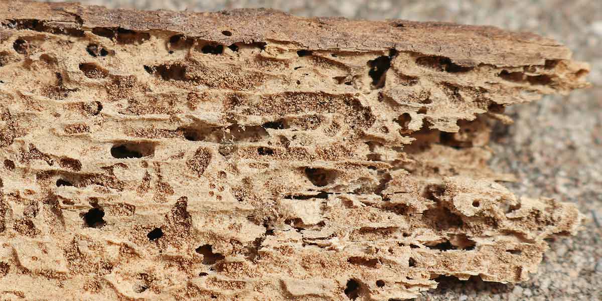 TImber-with-Termite-damage