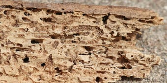 TImber-with-Termite-damage