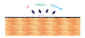 UV-fungus-Moisture UV-fungus-Moisture
