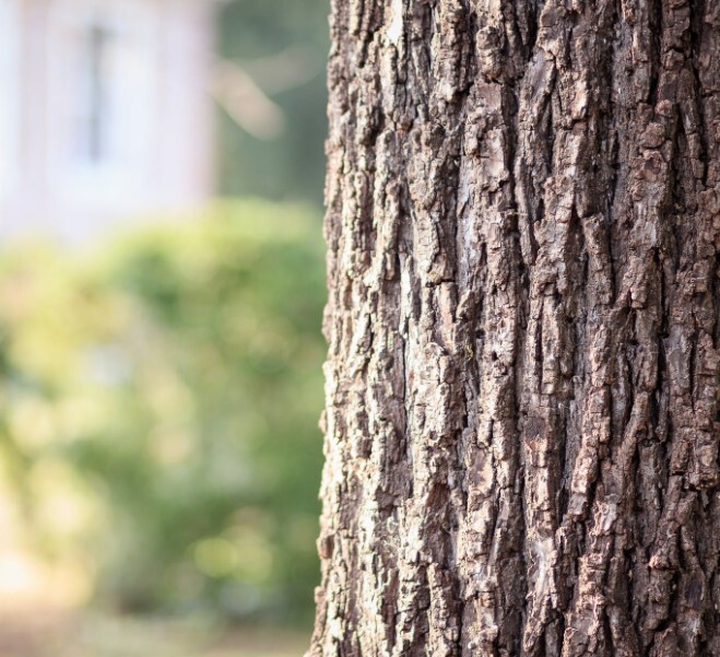 Wood-Bark-Tree Wood-Bark-Tree