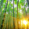 bamboo-forest-sustainable-flooring