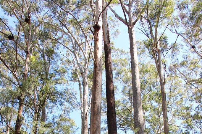 blackbutt-tree-australia