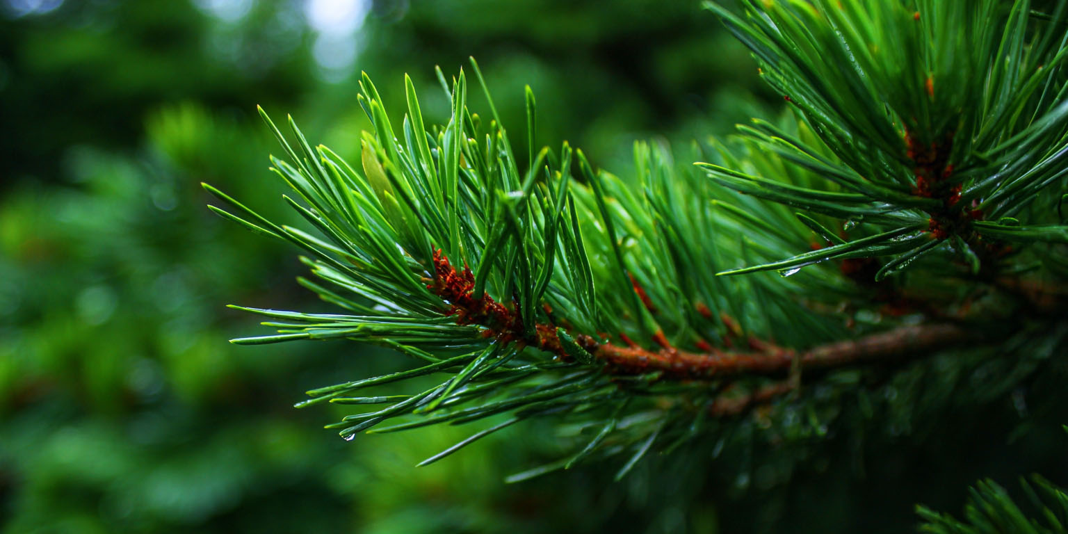 lifewood_pine_--ar_21_--raw_--v_7_bb3aa87c-8367-43e5-8c69-88ebc5b6682b_0