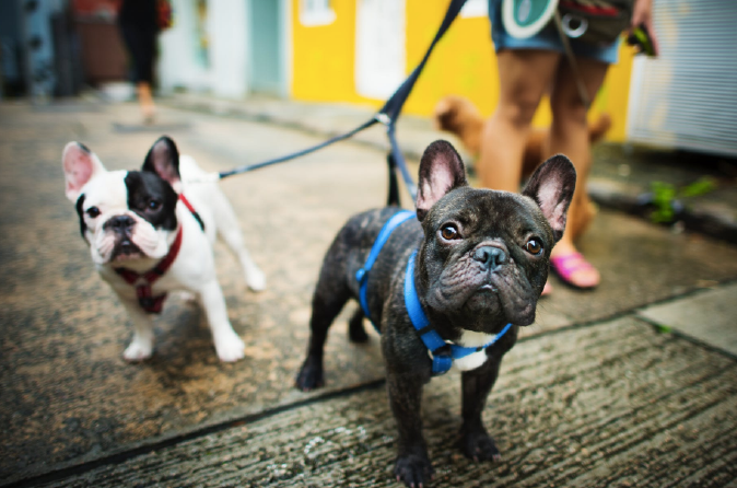 Timber Floor tips for cleaning up after pets