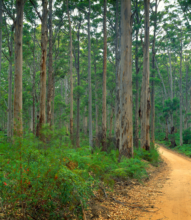 Sustainable Wooden Flooring Sustainable Wooden Flooring