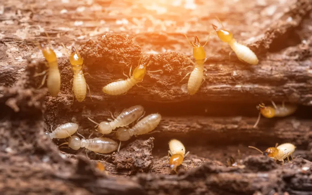 Australian Timber Floors: The Natural Solution to Termite Resistance