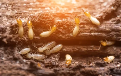Australian Timber Flooring: Solution to Termite Resistance