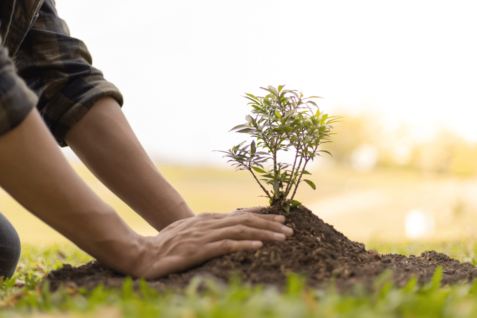 lifewood-flooring-perth-plant-trees