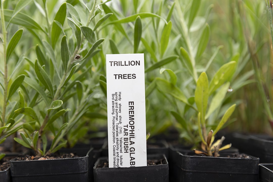 lifewood-timber-flooring-perth-plant-tress-for-tress ATFA Award